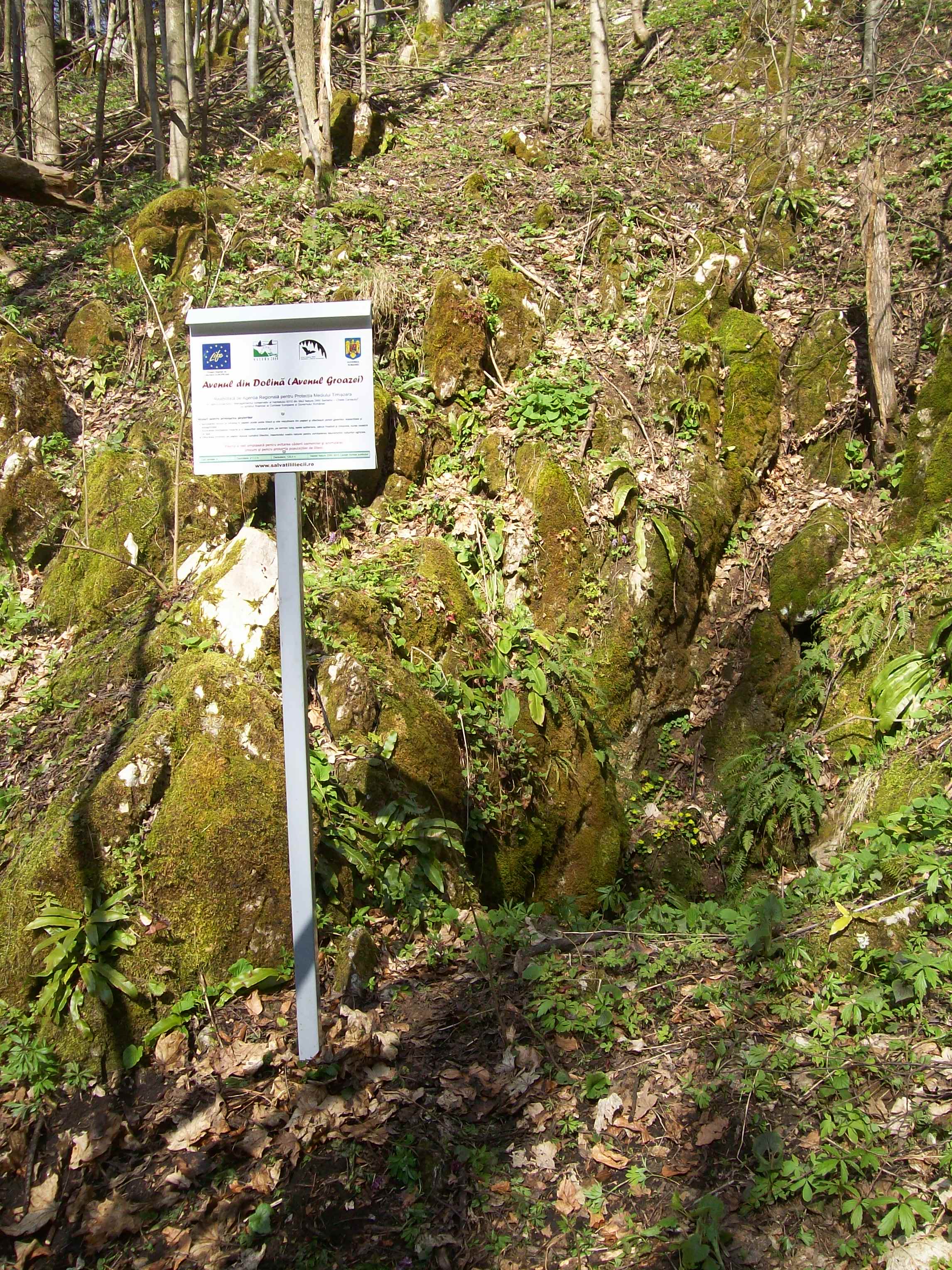 Speologie.orgAvenul din Dolină    foto : Mircea Jumanca